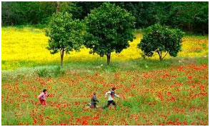 Sustainable Development