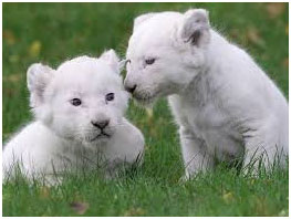 Animal Protection 