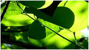 Green your Environment